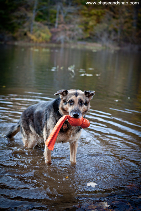 Hudson and Hagen | German Shepherds | New Jersey Pet Photographer