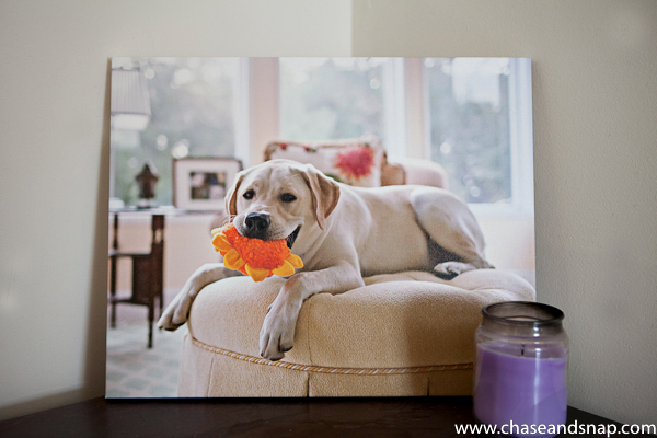 Henry | Yellow Lab | New Jersey Pet Photographer | EasyCanvas Prints.com