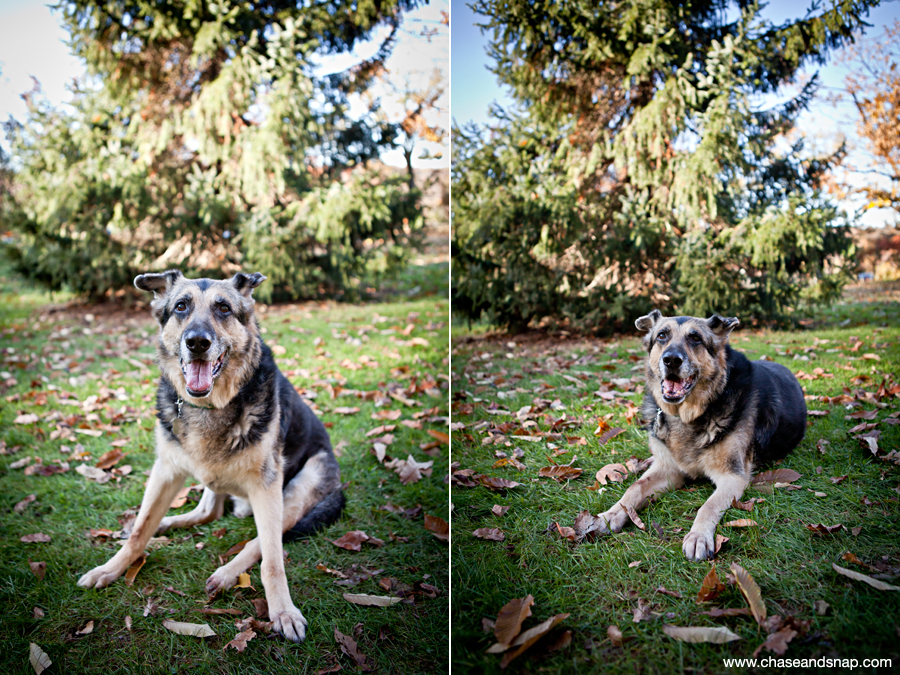 Hudson and Hagen | German Shepherds | New Jersey Pet Photographer