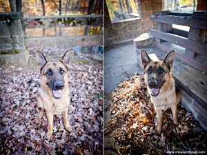 Hudson and Hagen | German Shepherds | New Jersey Pet Photographer