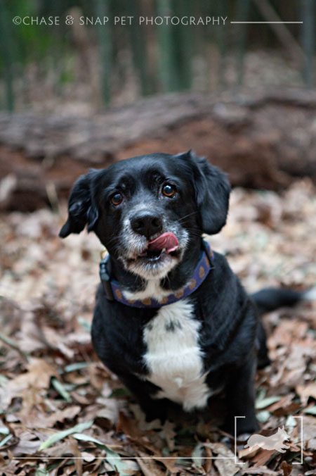 New Jersey Pet Photographer | MCSPCA Dog Walk | Corgi mix