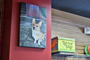 Cherrybrook Premium Pet Supply Store | Garwood, NJ | NJ Pet Photographer