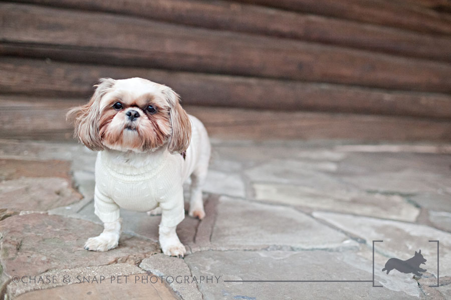 New Jersey Pet Photographer | MCSPCA Dog Walk | Shih Tzu