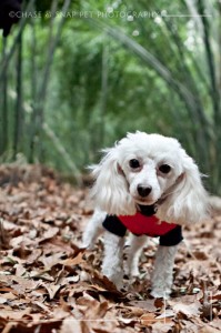 New Jersey Pet Photographer | MCSPCA Dog Walk | Poodle
