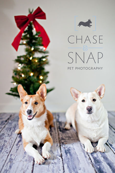 New Jersey Pet Photographer | Studio | Holiday