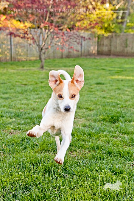 New Jersey Pet Photographer | Project 52