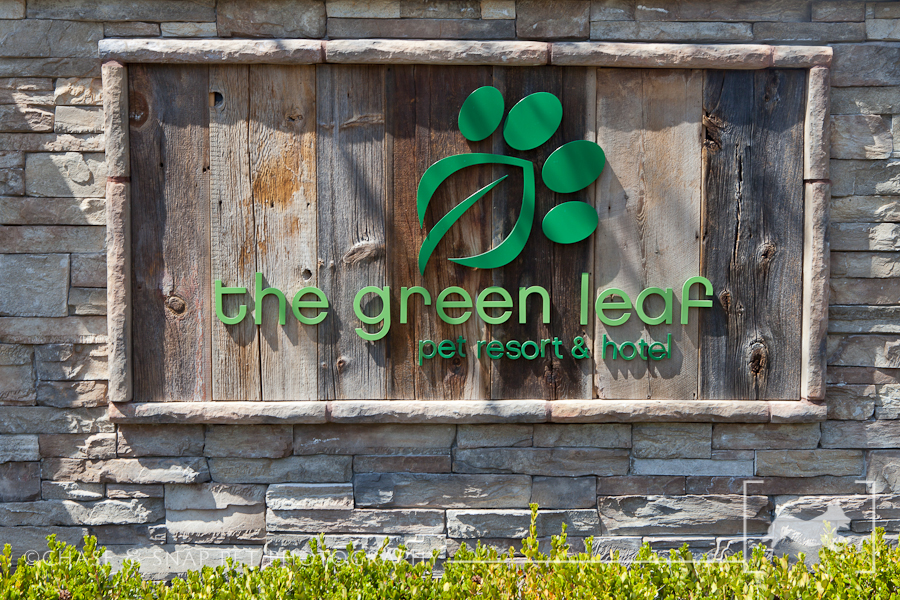 Green Leaf Pet Resort & Hotel | New Jersey Pet Photographer