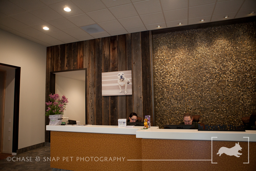 The Green Leaf Pet Resort & Hotel | New Jersey Pet Photographer