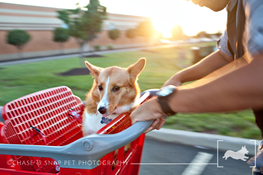 Shopping cart fun | Project 52 | New Jersey pet photographer