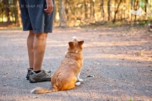 New Jersey Pet Photographer | Project 52