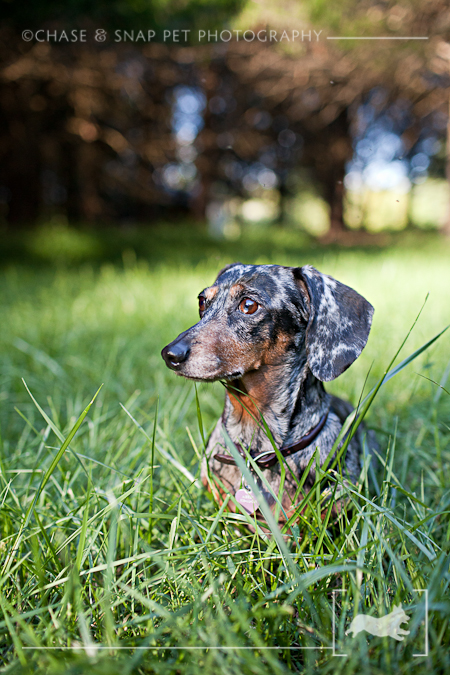 New Jersey Pet Photographer | Dachshund