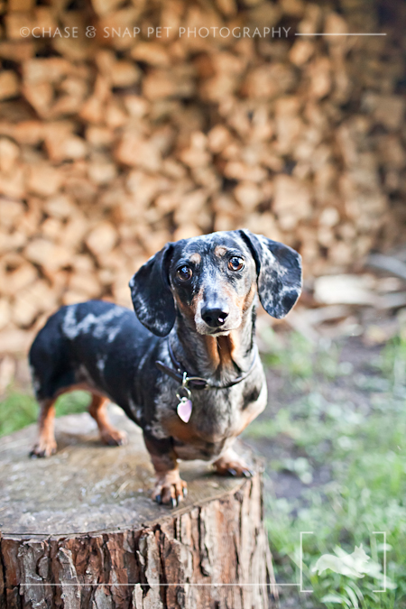 New Jersey Pet Photographer | Dachshund