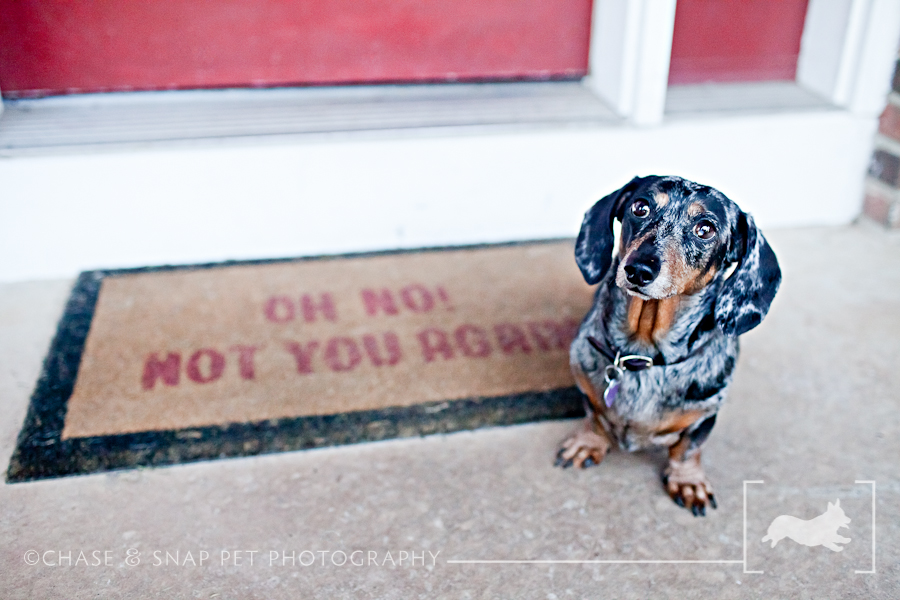 New Jersey Pet Photographer | Dachshund