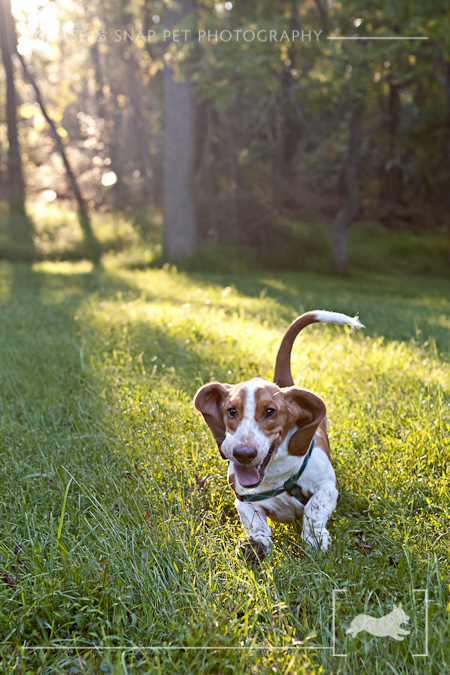 New Jersey Pet Photographer, Basset Hound, running