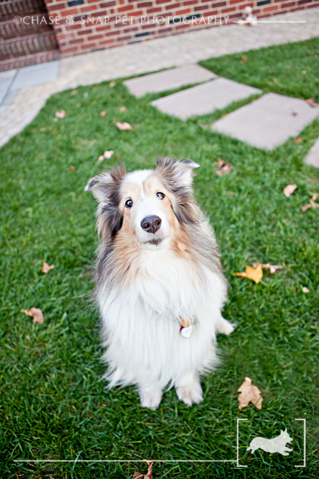 Taz | Shetland Sheepdog | New Jersey Pet Photographer