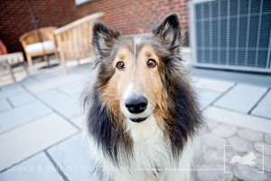 Molly | Shetland Sheepdog | New Jersey Pet Photographer