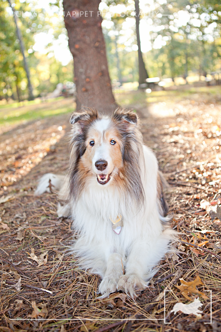 Taz | Shetland Sheepdog | New Jersey Pet Photographer