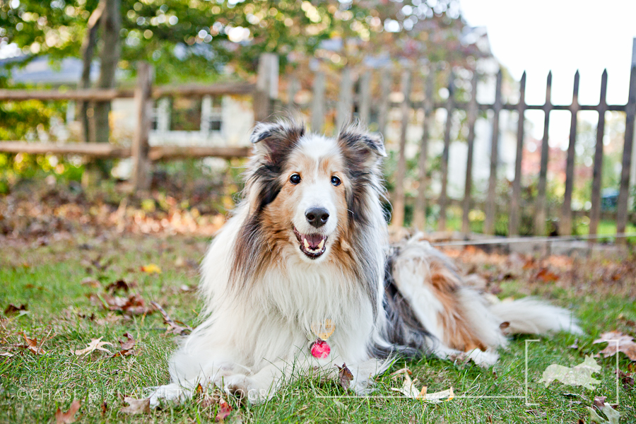 Taz | Shetland Sheepdog | New Jersey Pet Photographer