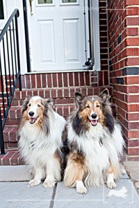 Taz & Molly | Shetland Sheepdog | New Jersey Pet Photographer