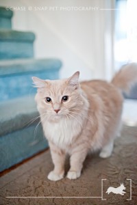 Cat | New Jersey Pet Photographer