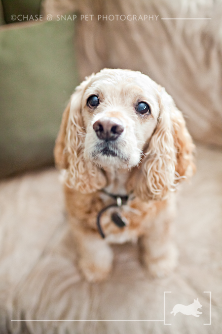 Cashmere | Cocker spaniel | New Jersey Pet Photographer