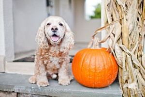 Cashmere | Cocker spaniel | | Halloween | Pumpkin | New Jersey Pet Photographer