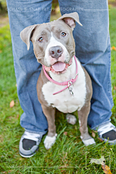 Naya | Pitbull | New Jersey Pet Photographer