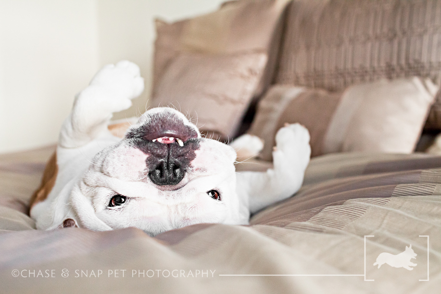 English Bulldog | New Jersey Pet Photographer