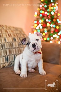 English Bulldog puppy | New Jersey Pet Photographer | Christmas tree