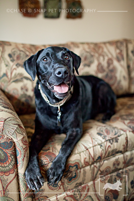 New Jersey Pet Photographer | Black Lab | Turner