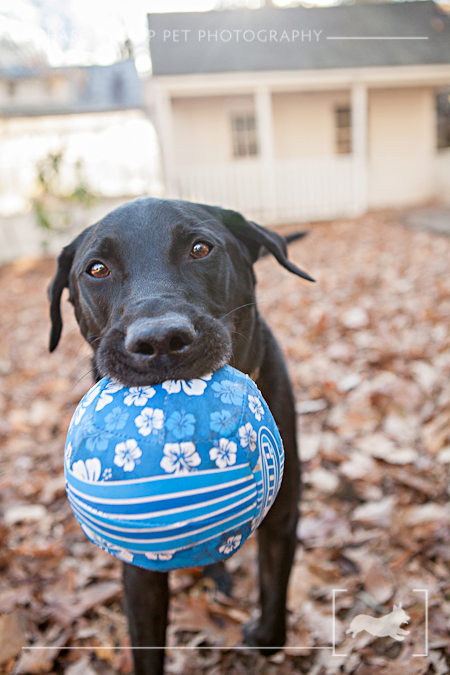 New Jersey Pet Photographer | Black Lab | Turner