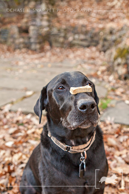 New Jersey Pet Photographer | Black Lab | Turner