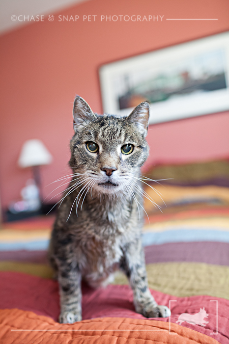 Domestic Shorthair Tabby Cat | New Jersey Pet Photographer