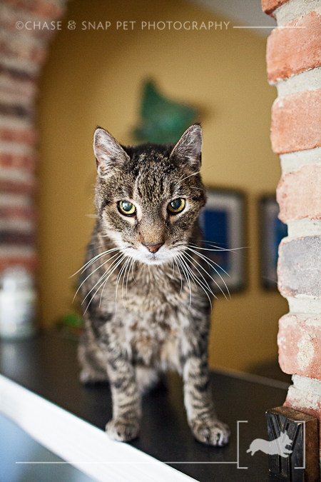 Domestic Shorthair Tabby Cat | New Jersey Pet Photographer