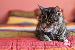Domestic Shorthair Tabby Cat | New Jersey Pet Photographer