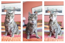 New Jersey Pet Photography | Cat | Tryptych