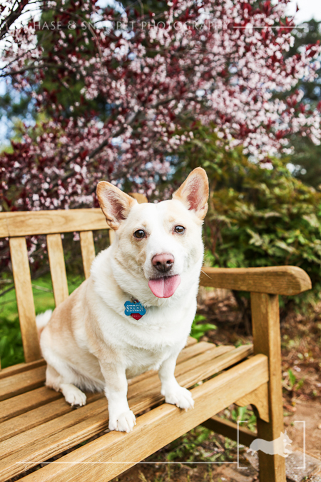 New Jersey Pet Photographer | Spring Flowers