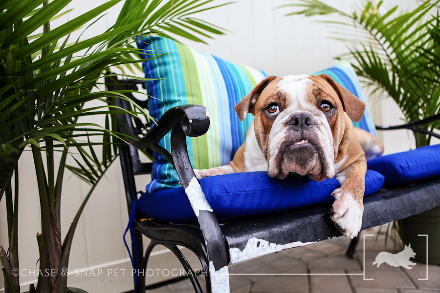 New Jersey Pet Photographer | Bulldog