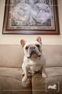 New Jersey Pet Photographer | French
