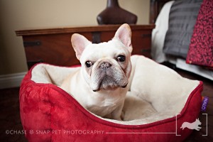 New Jersey Pet Photographer | French