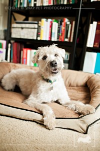 New Jersey Pet Photographer | Wheaten Terrier
