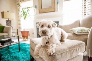 New Jersey Pet Photographer | Wheaten Terrier