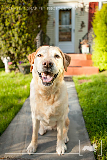 Yellow Labrador retriever | New Jersey Pet Photographer