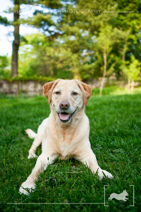 Yellow Labrador retriever | New Jersey Pet Photographer