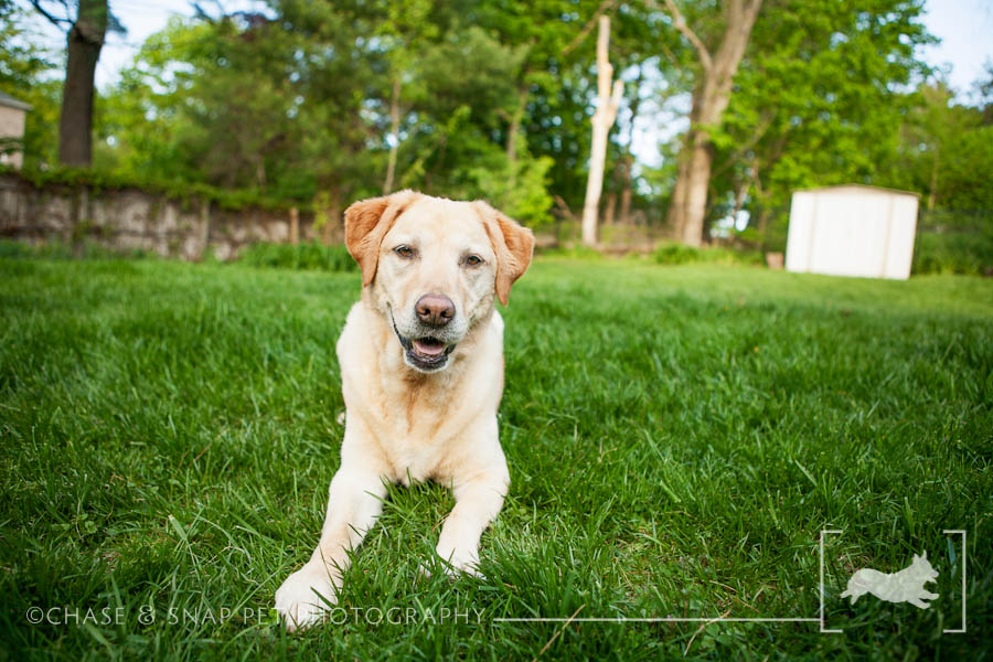 Yellow Labrador retriever | New Jersey Pet Photographer
