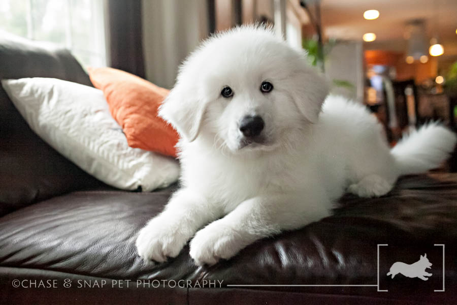 Spartacus | Great Pyrenees | New Jersey Pet Photographer