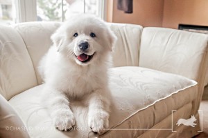 Spartacus|Great Pyrenees|New Jersey Pet Photographer