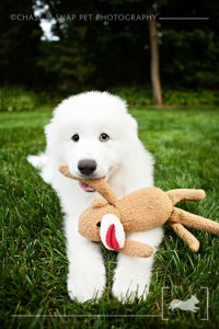 Spartacus | Great Pyrenees | New Jersey Pet Photographer