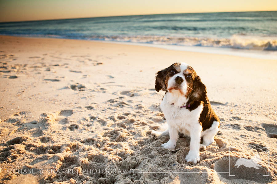 Cavalier King Charles Spaniel | New Jersey Pet Photographer