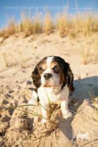 Cavalier King Charles Spaniel | New Jersey Pet Photographer